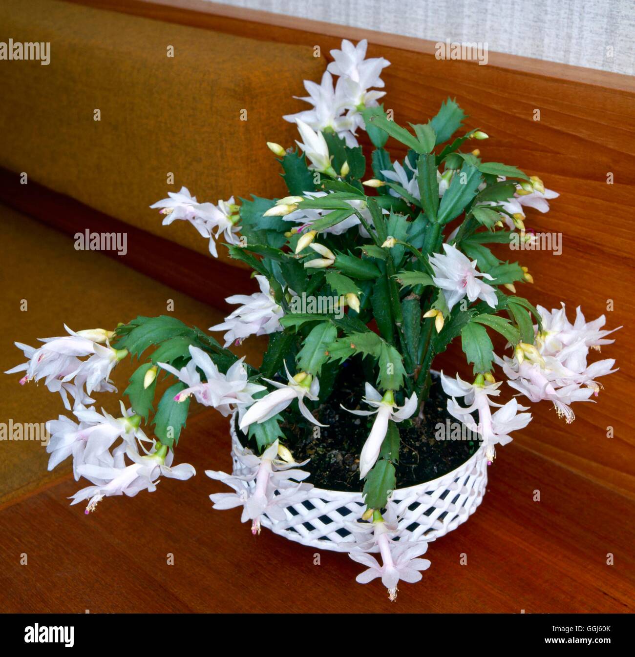 Schlumbergera truncata - `White Christmas'   CAC059430 Stock Photo